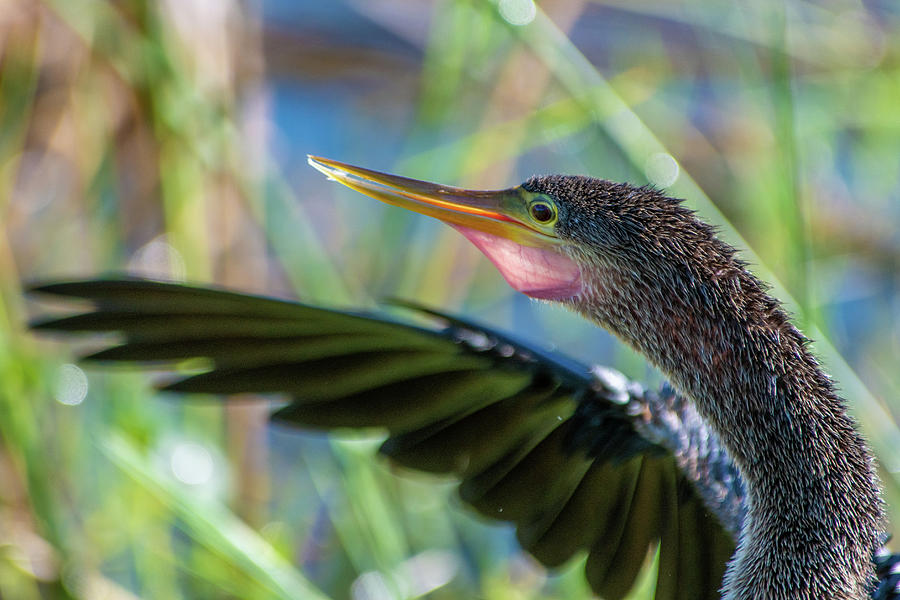 Anhinga with Pink Pouch Photograph by Bradford Martin