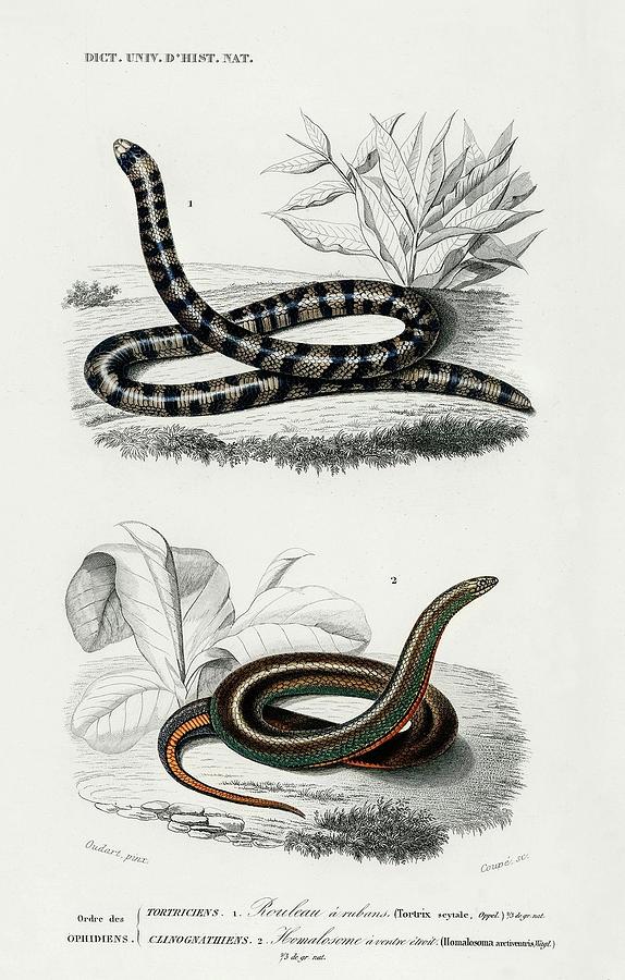 Animal Painting - Anilius Tortrix Scytale and Slug Eater Homalosoma arctiventris illustrated by Charles Dessalines D  by Dictionnaire Universel Dhistoire Naturelle