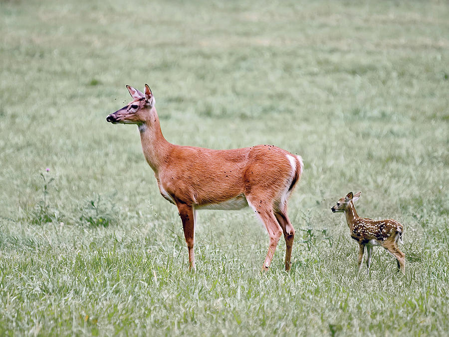 ANIM-6 mother whitetail deer and fawn Photograph by John Radosevich ...