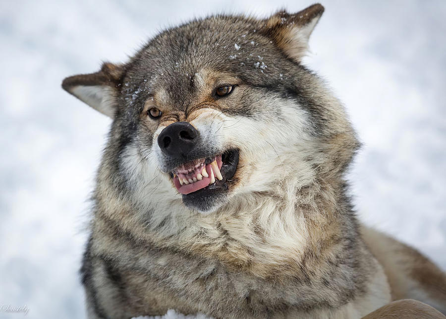 Animal Animals Wolf Wolf Roar Digital Art by Rowlette Nixon | Fine Art ...