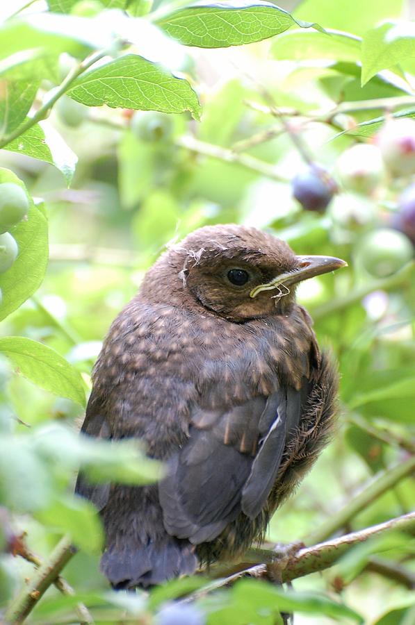 Animal Babies Blackbird Young Animal Photograph by Mona Master - Fine ...