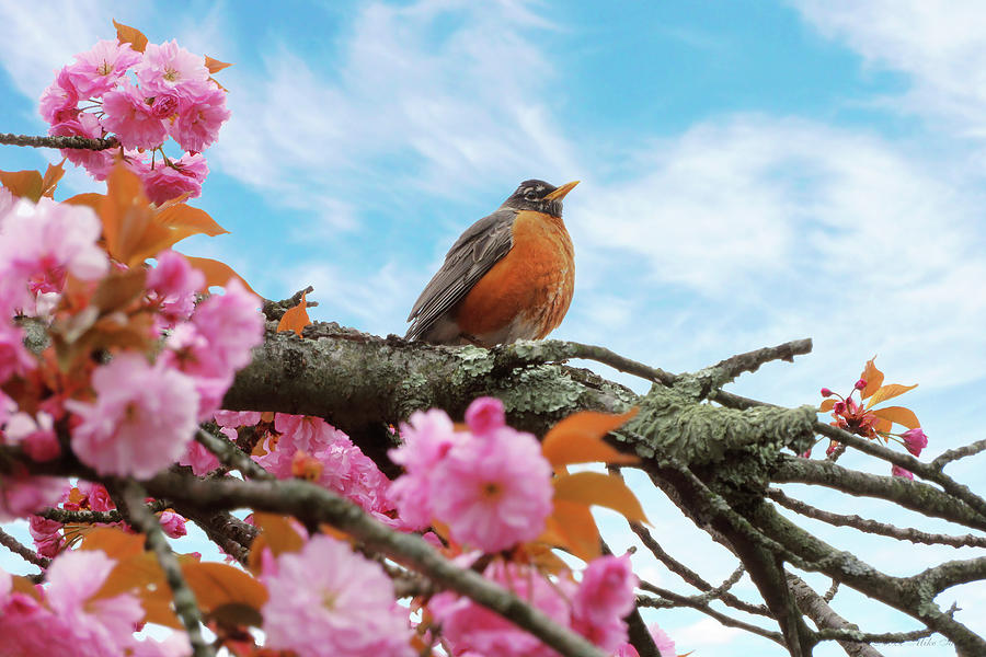 Animal - Bird - First robin of spring Photograph by Mike Savad