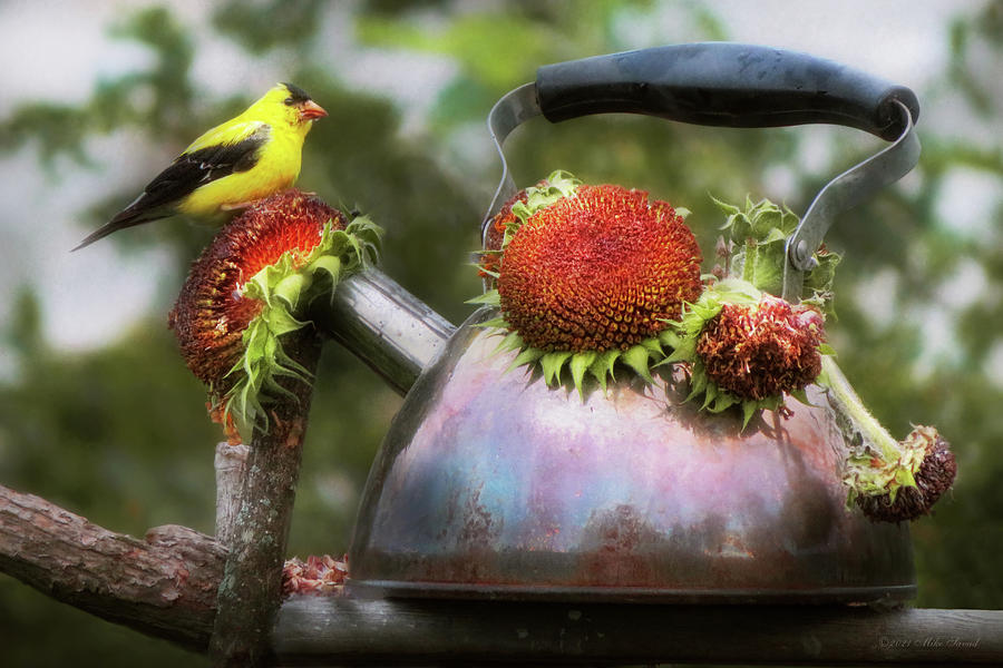Animal - Bird - Sweet Treat Photograph by Mike Savad