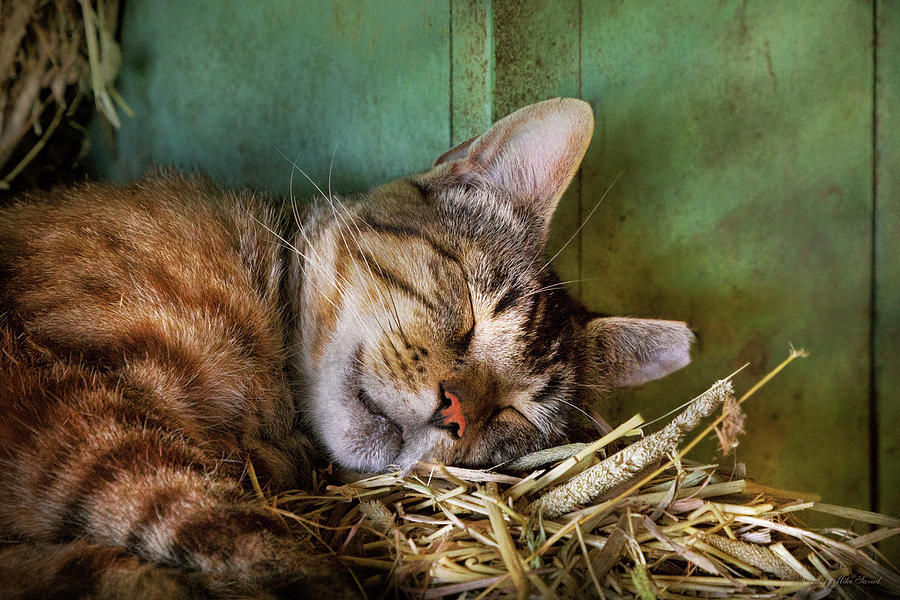 Animal - Cat - Cat nap Photograph by Mike Savad