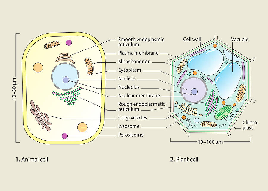 Animal cell and plant cell Drawing by Science Design - Fine Art America