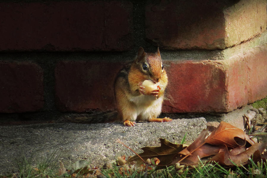 Animal - Chipmunk - Its all mine Photograph by Mike Savad