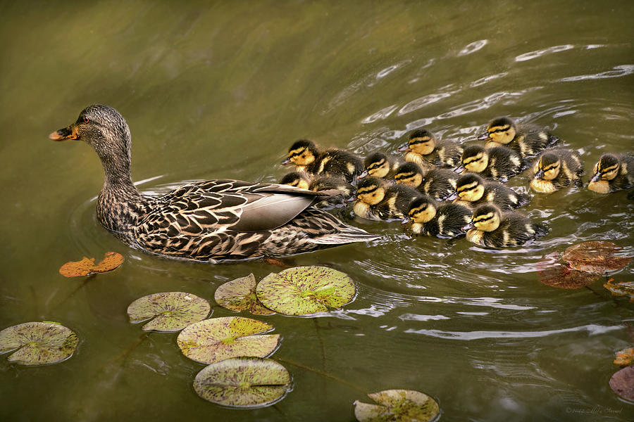 Animal - Ducks - Swim like a duck Photograph by Mike Savad