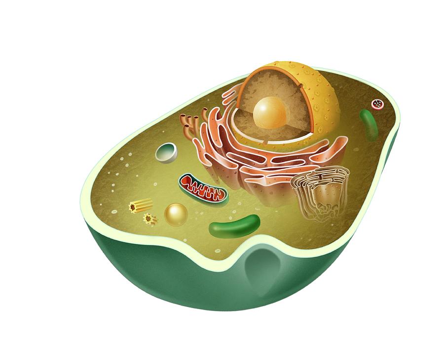 Animal eukaryotic cell. Digital Art by Album