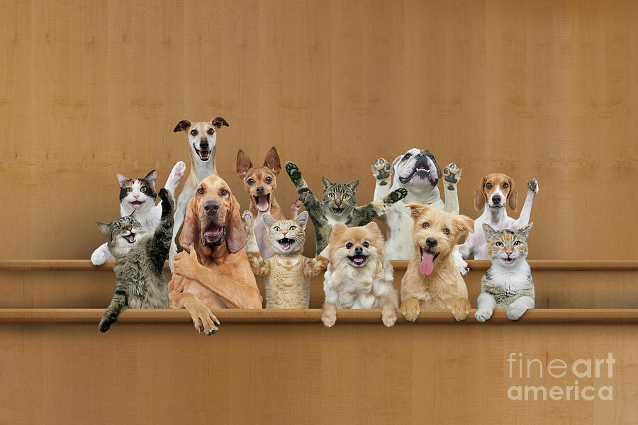 Dog Photograph - Animal Jury by John Lund