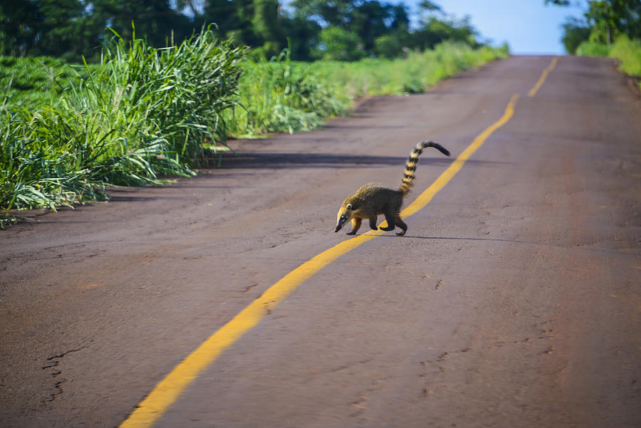 Animal Of The Quati Species Passing Or Crossing Highway In Rural Area Photograph by Flavio Benedito ConceiÇÃo