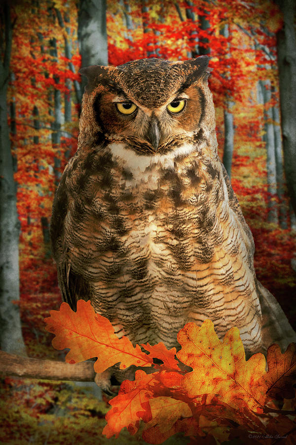 Animal - Owl - Far from impressed Photograph by Mike Savad