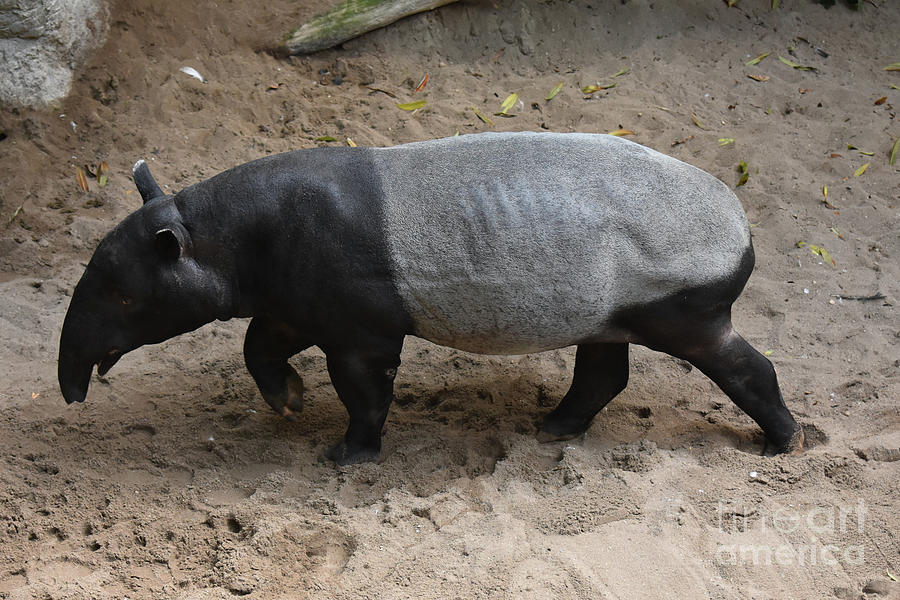 Animal photo of a wild bairds tapir  Photograph by DejaVu Designs