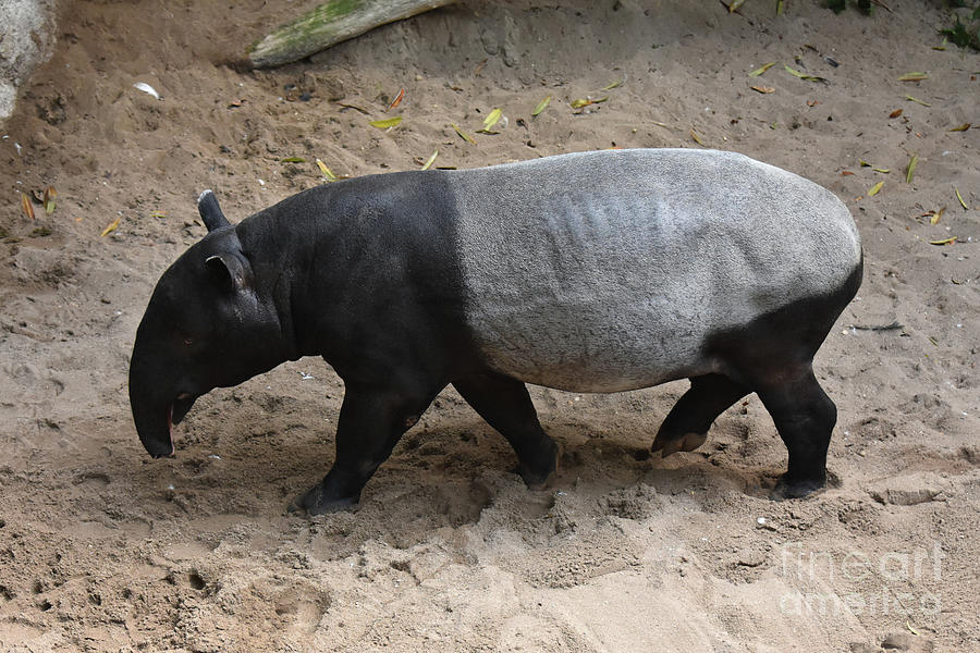 Animal photo of a wild tapir walking  Photograph by DejaVu Designs