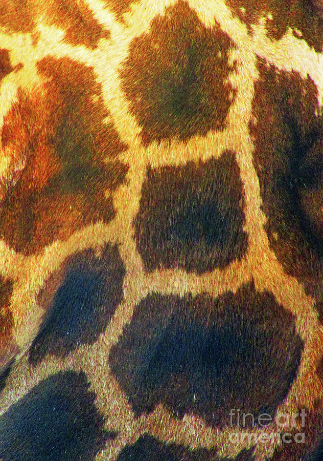 Giraffe Photograph - Animal Print Giraffe by Randall Weidner