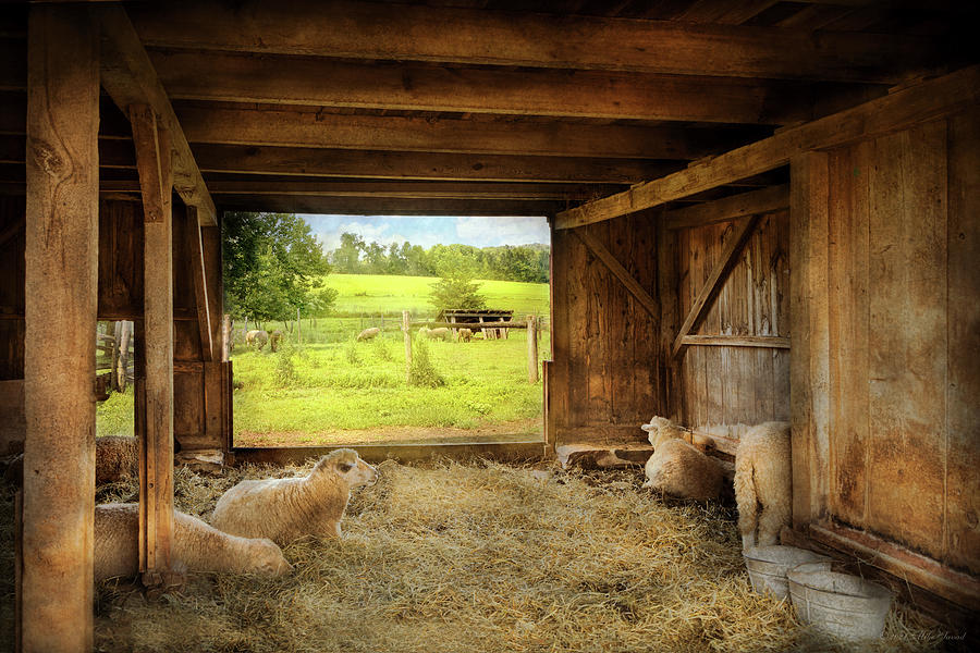 Animal - Sheep - Counting sheep Photograph by Mike Savad