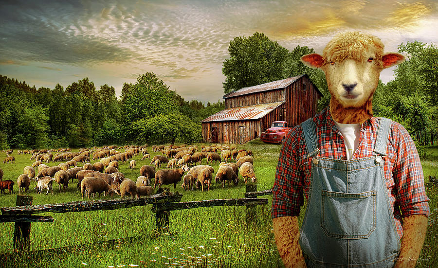 Animal - Sheep - The sheep farmer Photograph by Mike Savad
