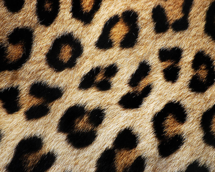 Animal skin texture nature Digital Art by Herbert - Pixels