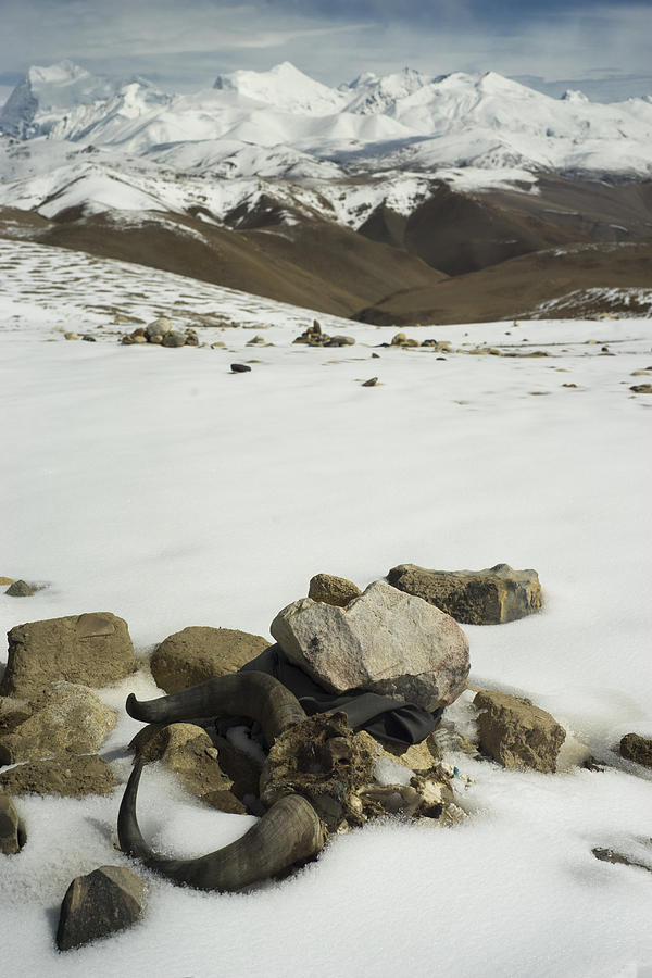 Animal skull in the Tibetan Himalayas Photograph by By Samantha Stocks