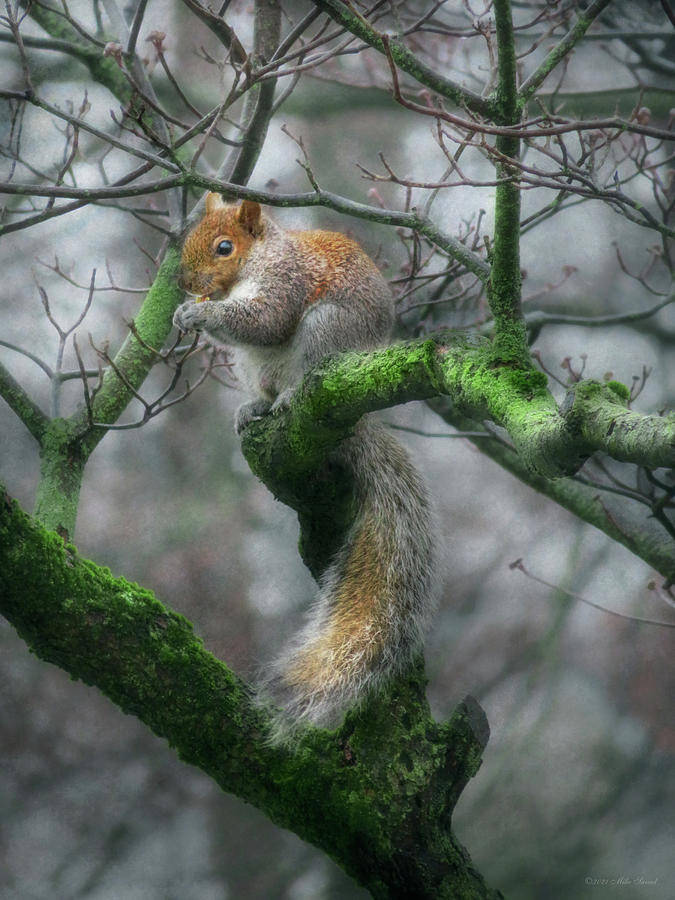 Animal - Squirrel - Foraging for winter Photograph by Mike Savad
