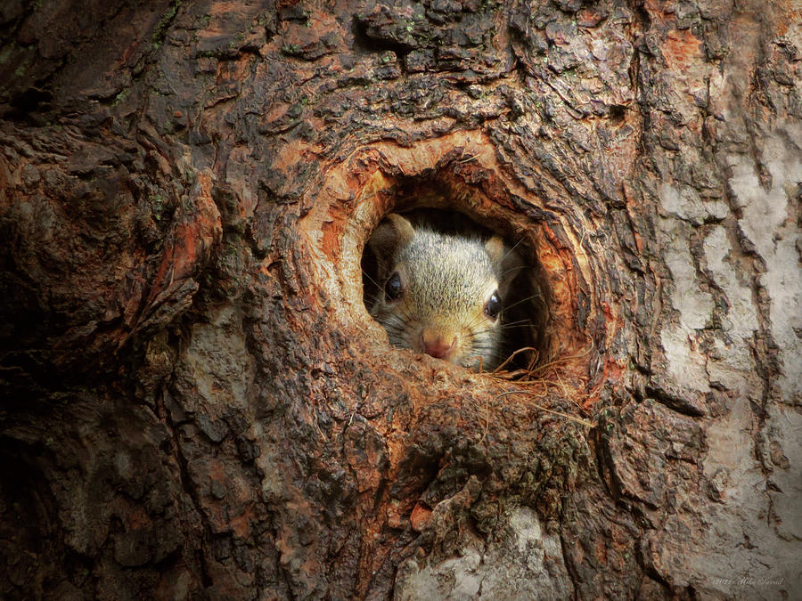Animal - Squirrel - Im not shy Im an introvert Photograph by Mike Savad