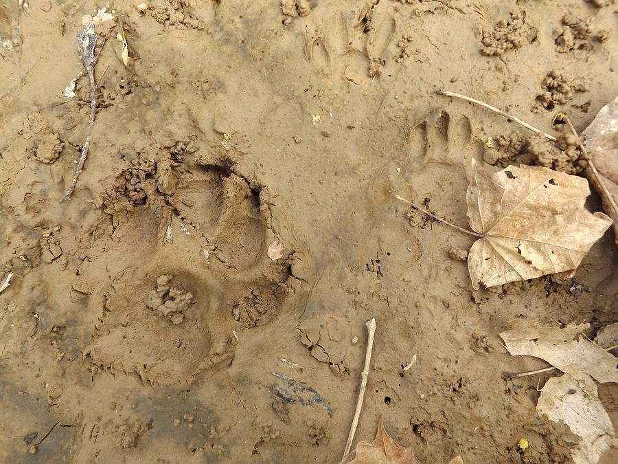 Animal Tracks in the Mud Photograph by Ethan Gaskill - Fine Art America