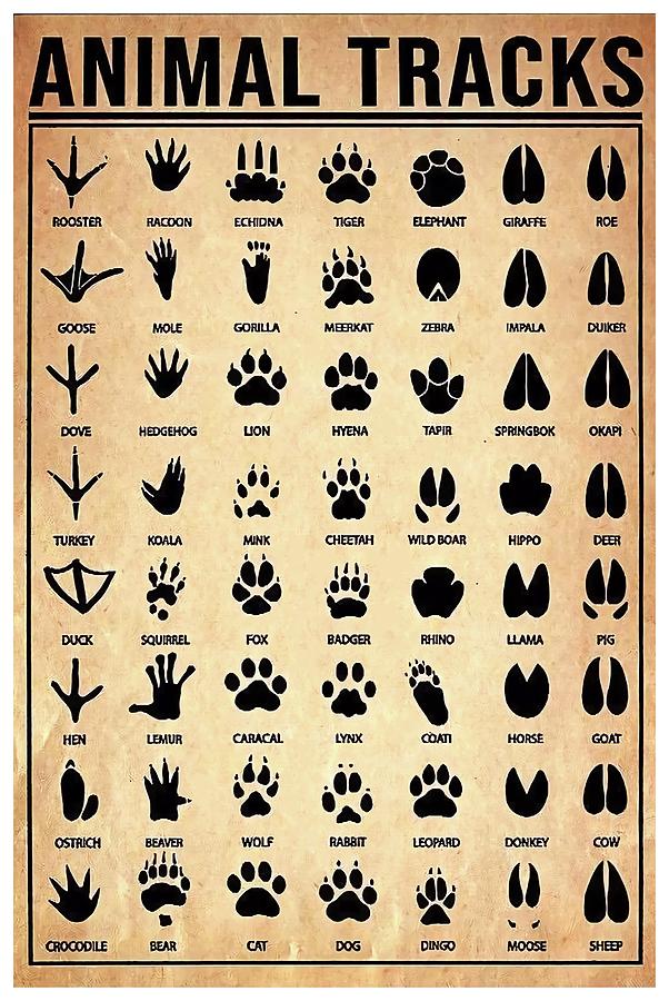 Animal Tracks Poster, Animal Lover Wall Art, Woodland Nursery Decor