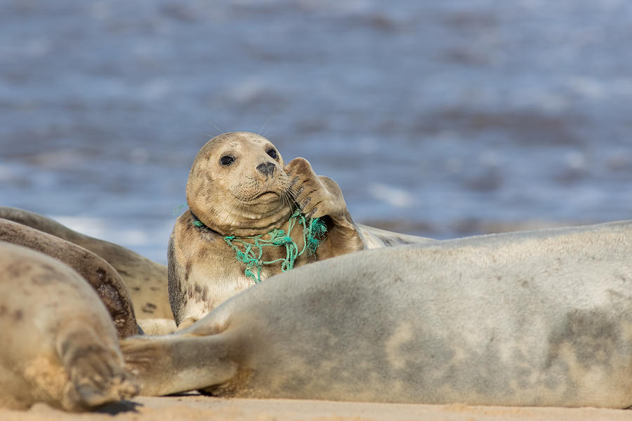 Animal welfare. Seal caught in plastic fishing net. Marine pollution. Photograph by Ian Dyball