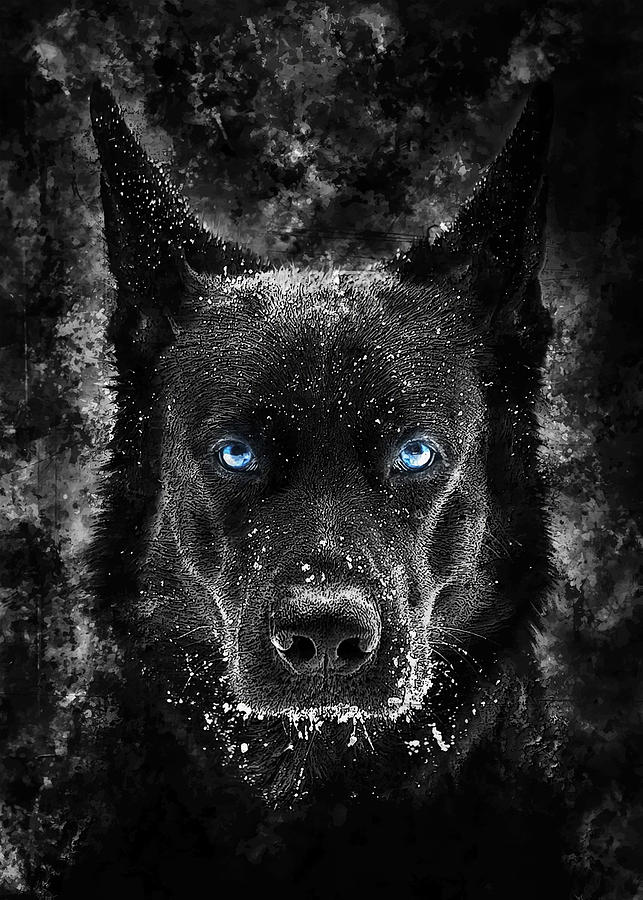 animal-wolf-black-wolf-with-blue-eyes-ro