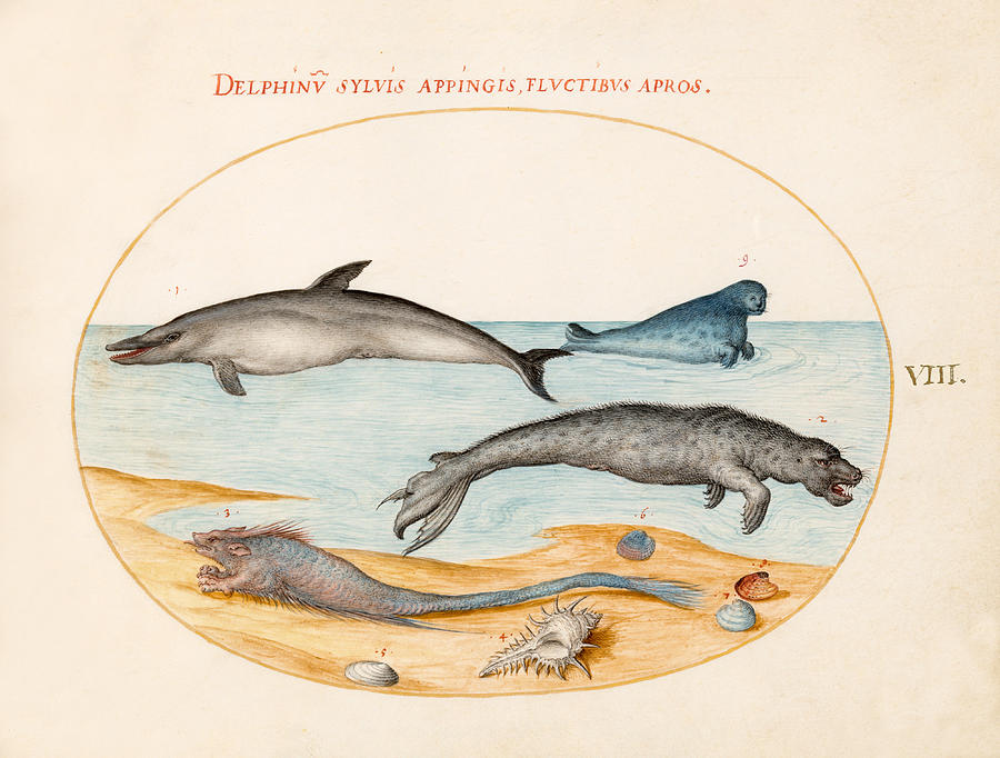 Animalia Aqvatilia et Cochiliata, Plate VIII Drawing by Joris Hoefnagel