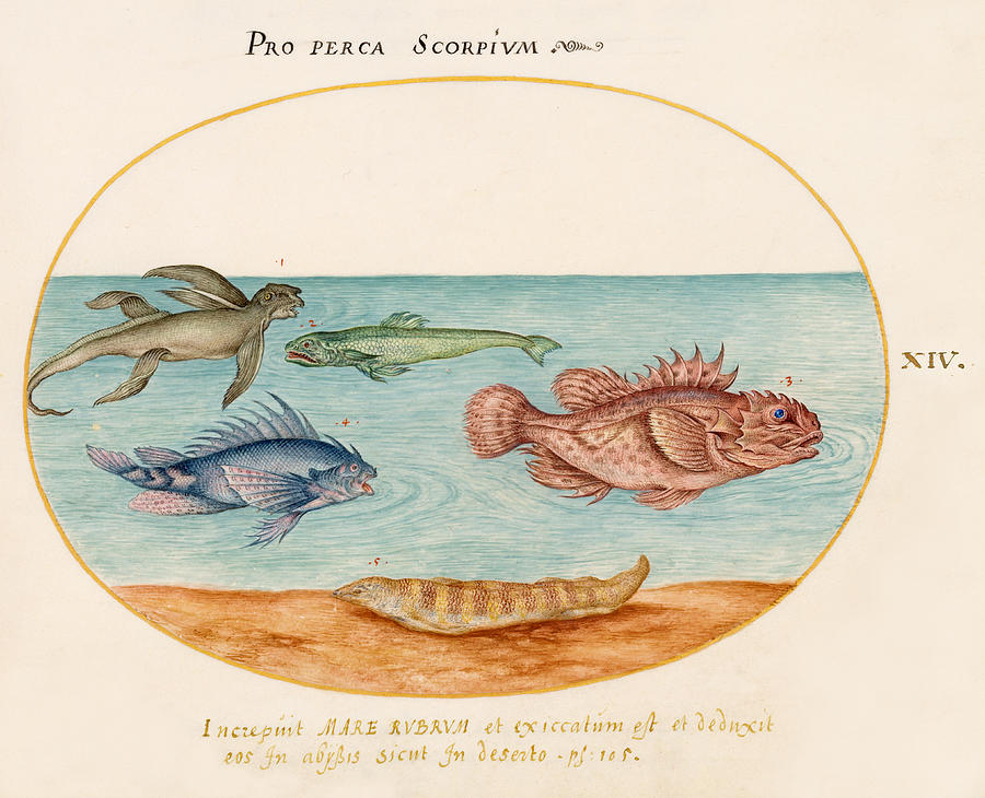 Animalia Aqvatilia et Cochiliata, Plate XIV Drawing by Joris Hoefnagel