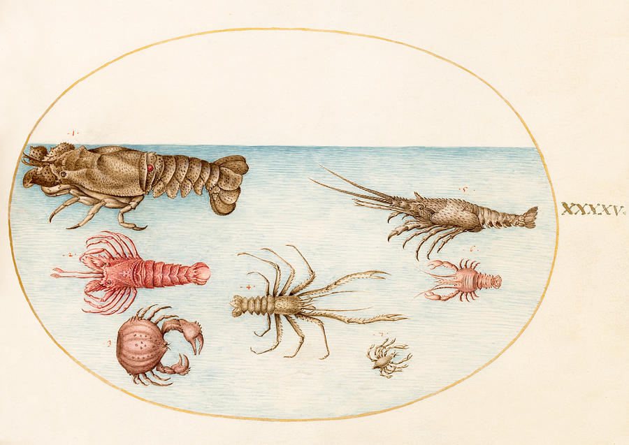 Animalia Aqvatilia et Cochiliata, Plate XLV Drawing by Joris Hoefnagel