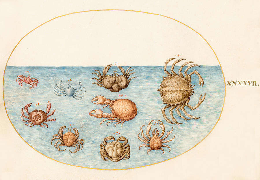 Animalia Aqvatilia et Cochiliata, Plate XLVII Drawing by Joris Hoefnagel