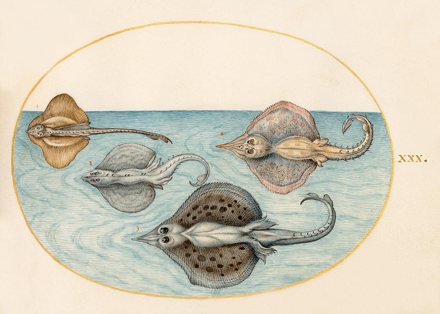 Animalia Aqvatilia et Cochiliata, Plate XXX Drawing by Joris Hoefnagel