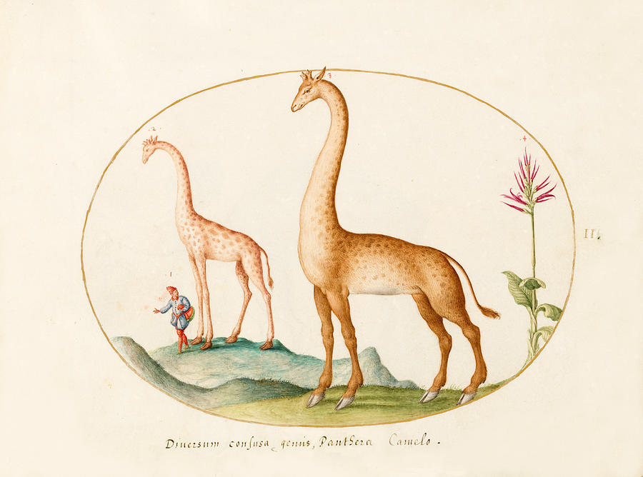 Animalia Qvadrvpedia et Reptilia, Plate II Drawing by Joris Hoefnagel