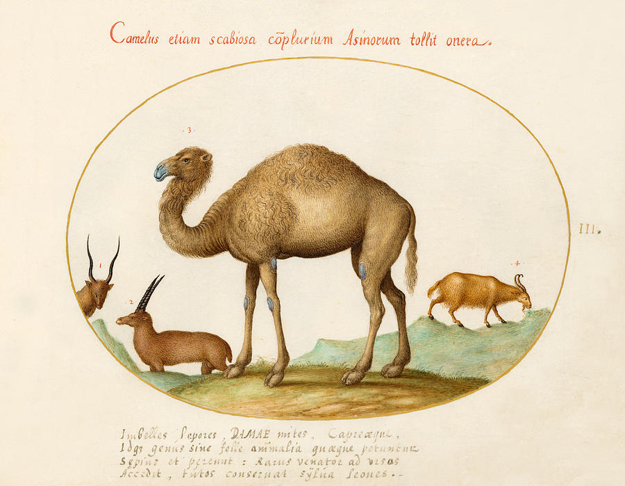 Animalia Qvadrvpedia et Reptilia, Plate III Drawing by Joris Hoefnagel