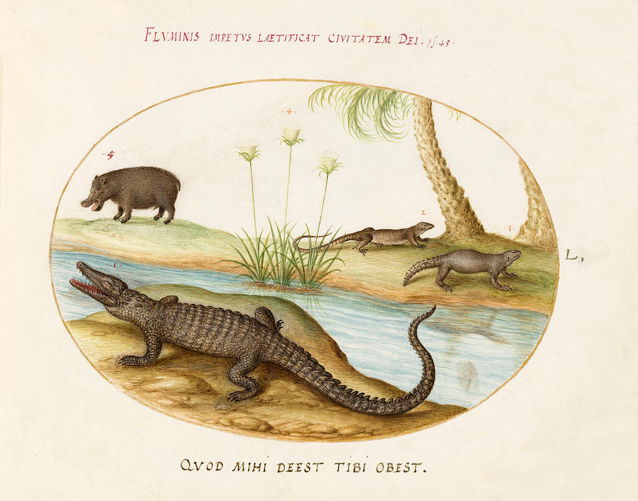 Animalia Qvadrvpedia et Reptilia, Plate L Drawing by Joris Hoefnagel