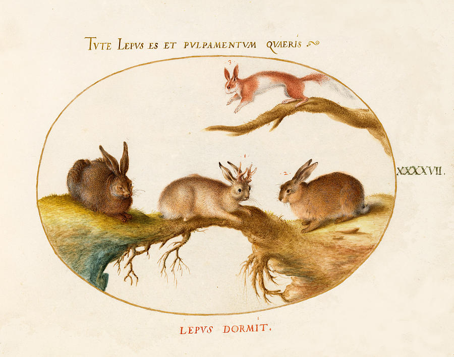 Animalia Qvadrvpedia et Reptilia, Plate XLVII Drawing by Joris Hoefnagel