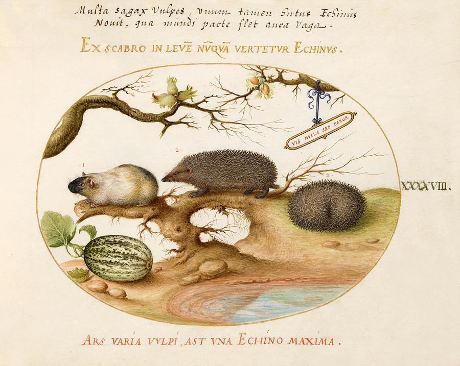 Animalia Qvadrvpedia et Reptilia, Plate XLVIII Drawing by Joris Hoefnagel