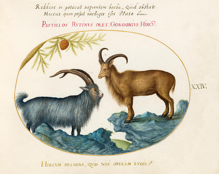 Animalia Qvadrvpedia et Reptilia, Plate XXIV Drawing by Joris Hoefnagel