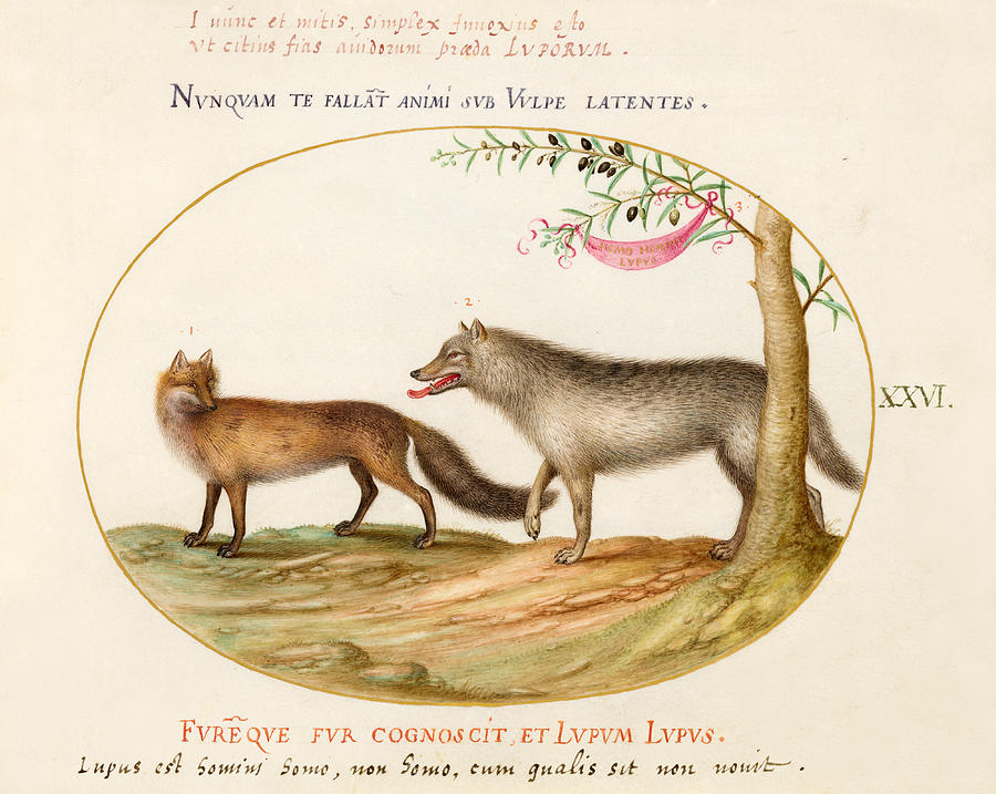 Animalia Qvadrvpedia et Reptilia, Plate XXVI Drawing by Joris Hoefnagel