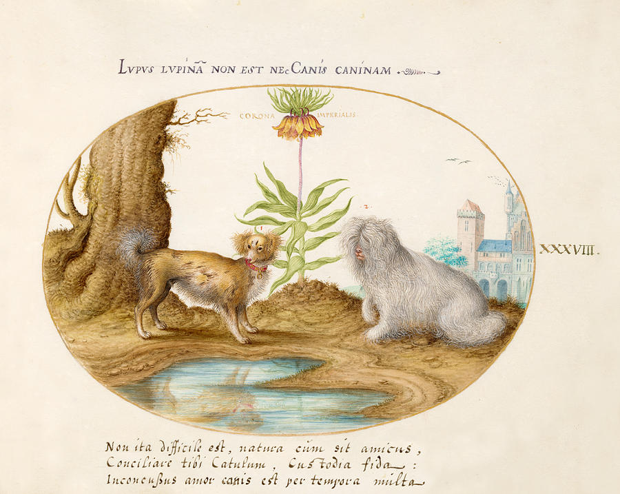 Animalia Qvadrvpedia et Reptilia, Plate XXXVIII Drawing by Joris Hoefnagel