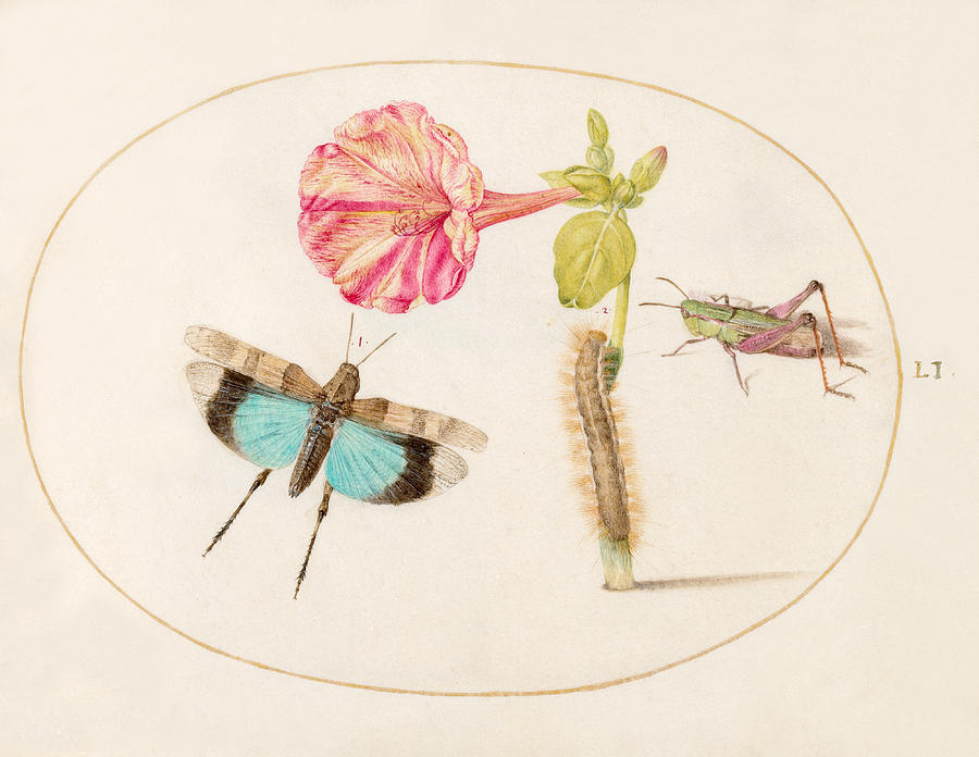 Animalia Rationalia et Insecta, Plate LI Drawing by Joris Hoefnagel