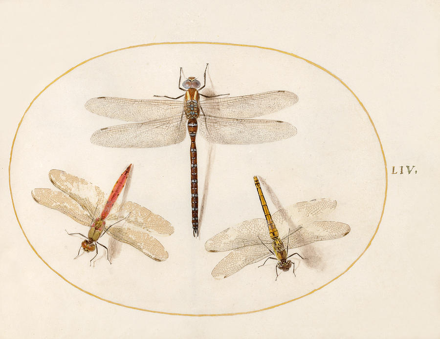 Animalia Rationalia et Insecta, Plate LIV Drawing by Joris Hoefnagel