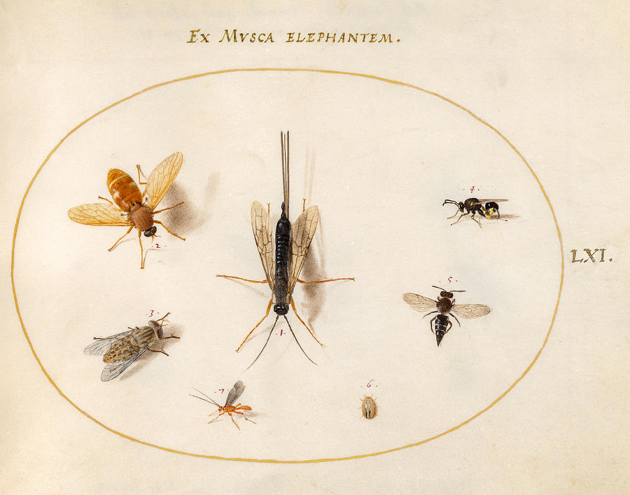 Animalia Rationalia et Insecta, Plate LXI Photograph by Joris Hoefnagel