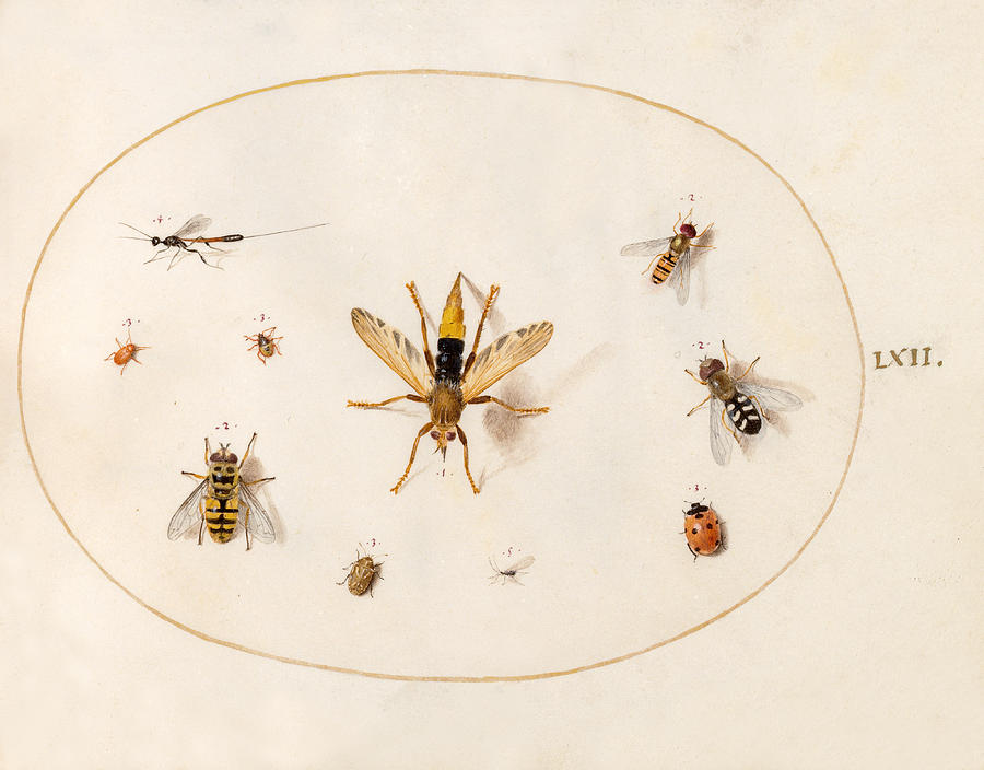 Animalia Rationalia et Insecta, Plate LXII Drawing by Joris Hoefnagel