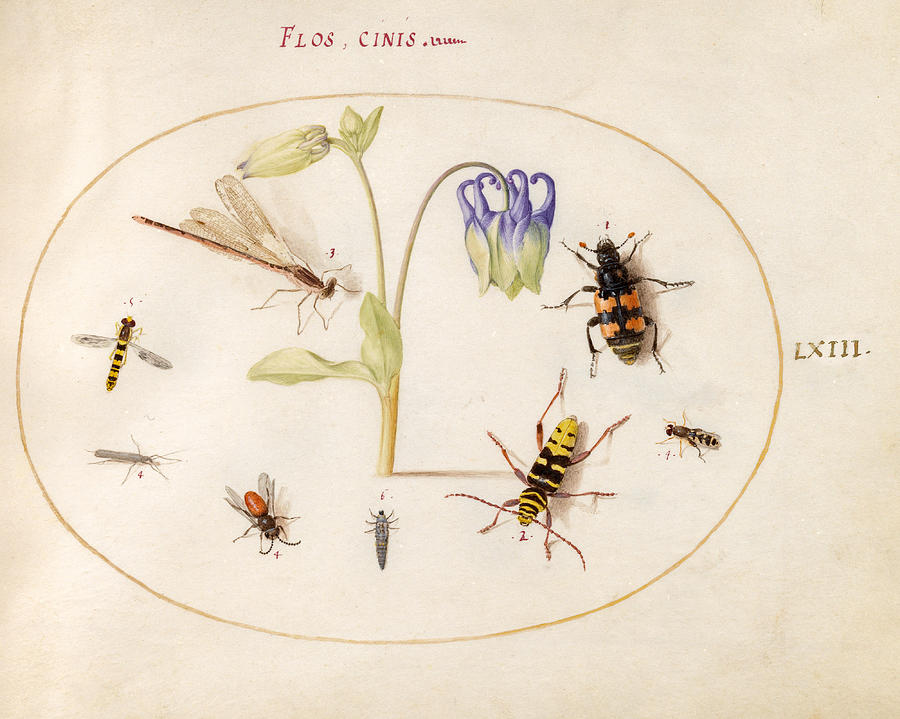Animalia Rationalia et Insecta, Plate LXIII Drawing by Joris Hoefnagel