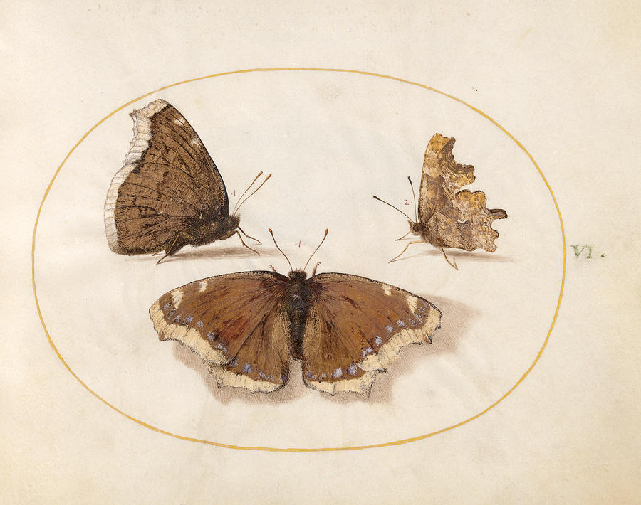 Animalia Rationalia et Insecta, Plate VI Drawing by Joris Hoefnagel