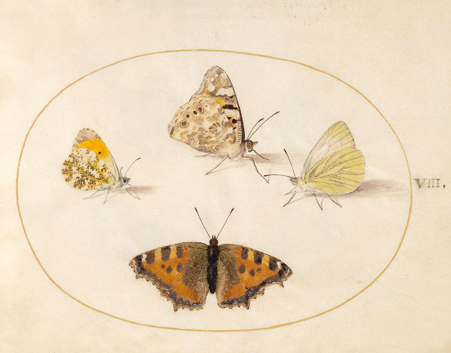 Animalia Rationalia et Insecta, Plate VIII Drawing by Joris Hoefnagel