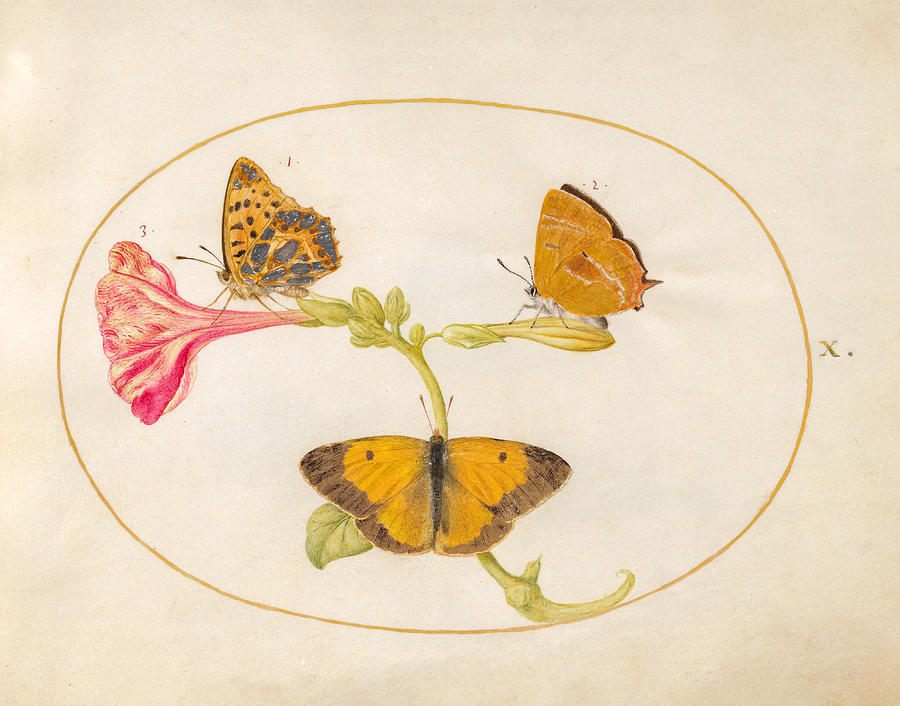 Animalia Rationalia et Insecta, Plate X Drawing by Joris Hoefnagel