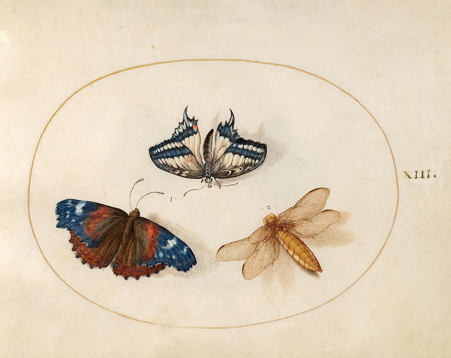 Animalia Rationalia et Insecta, Plate XIII Drawing by Joris Hoefnagel